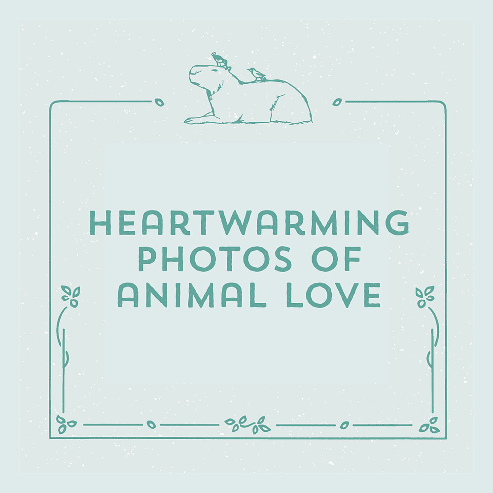 Heartwarming photos of animal love