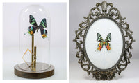 Beautiful Bugs
