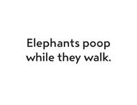 Everyone Poops Flash Cards