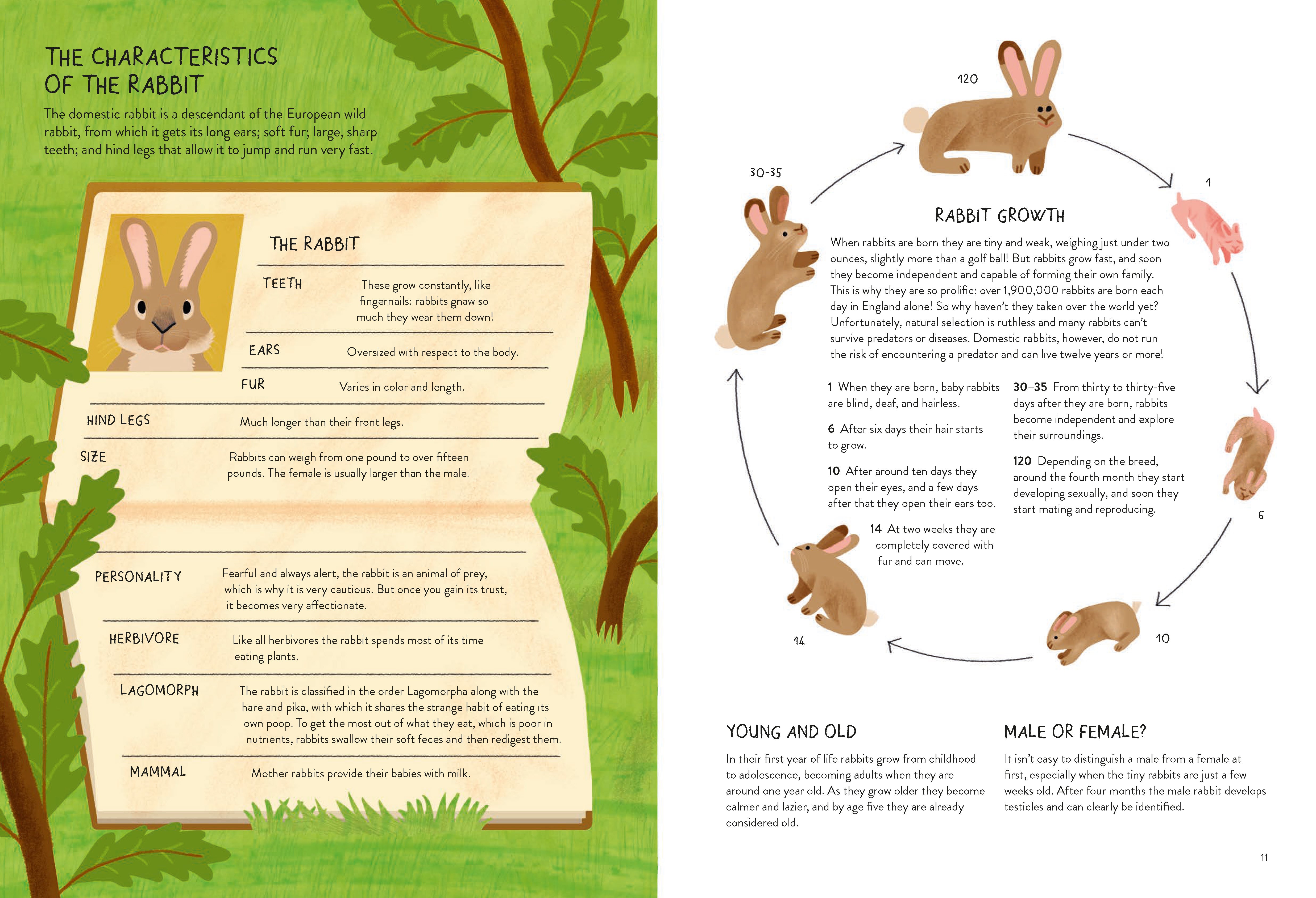 Rabbitology – Chronicle Books