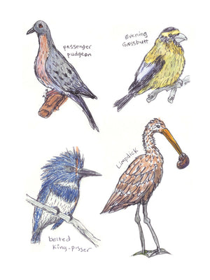 A Dumb Birds Field Guide to the Worst Birds Ever: Shocking Facts Revealed