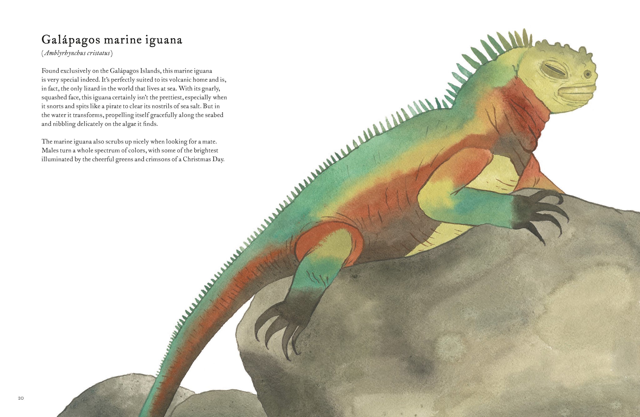 The Colorful World of Reptiles – Chronicle Books