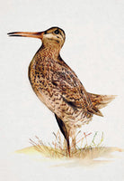 Bird Box: 100 Postcards by 10 Artists