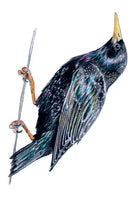 Bird Box: 100 Postcards by 10 Artists