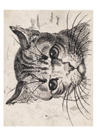 Cats of the V&A: 50 Postcards