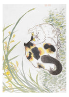 Cats of the V&A: 50 Postcards