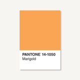 Pantone 14-1050 Marigold Postcard