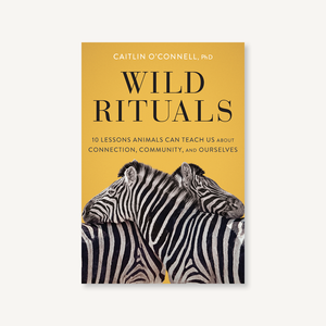 Wild Rituals
