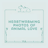 Heartwarming photos of animal love